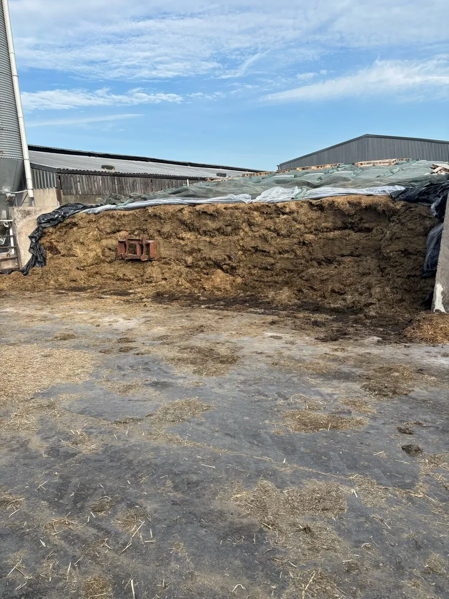Silage - Image 1