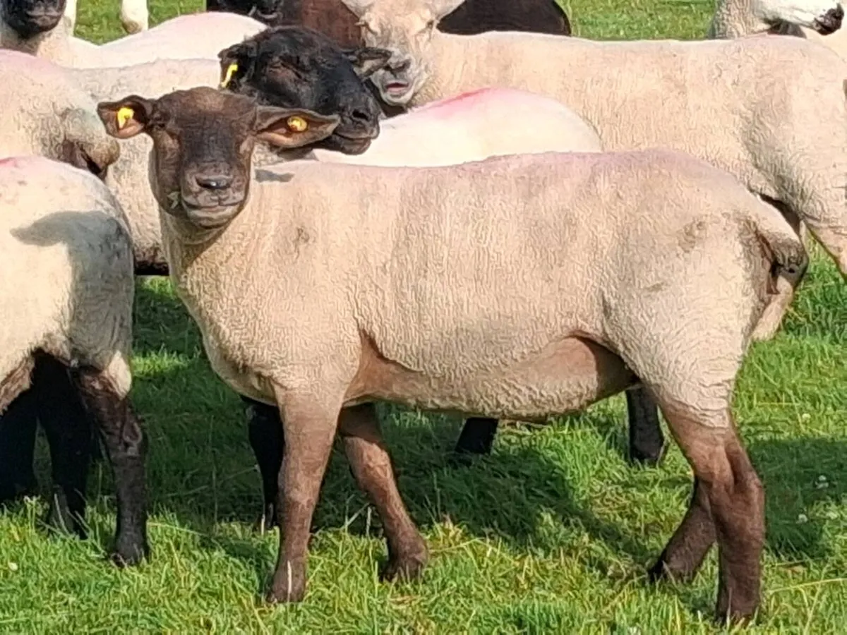 21 Super Breeding Ewe's - Image 2