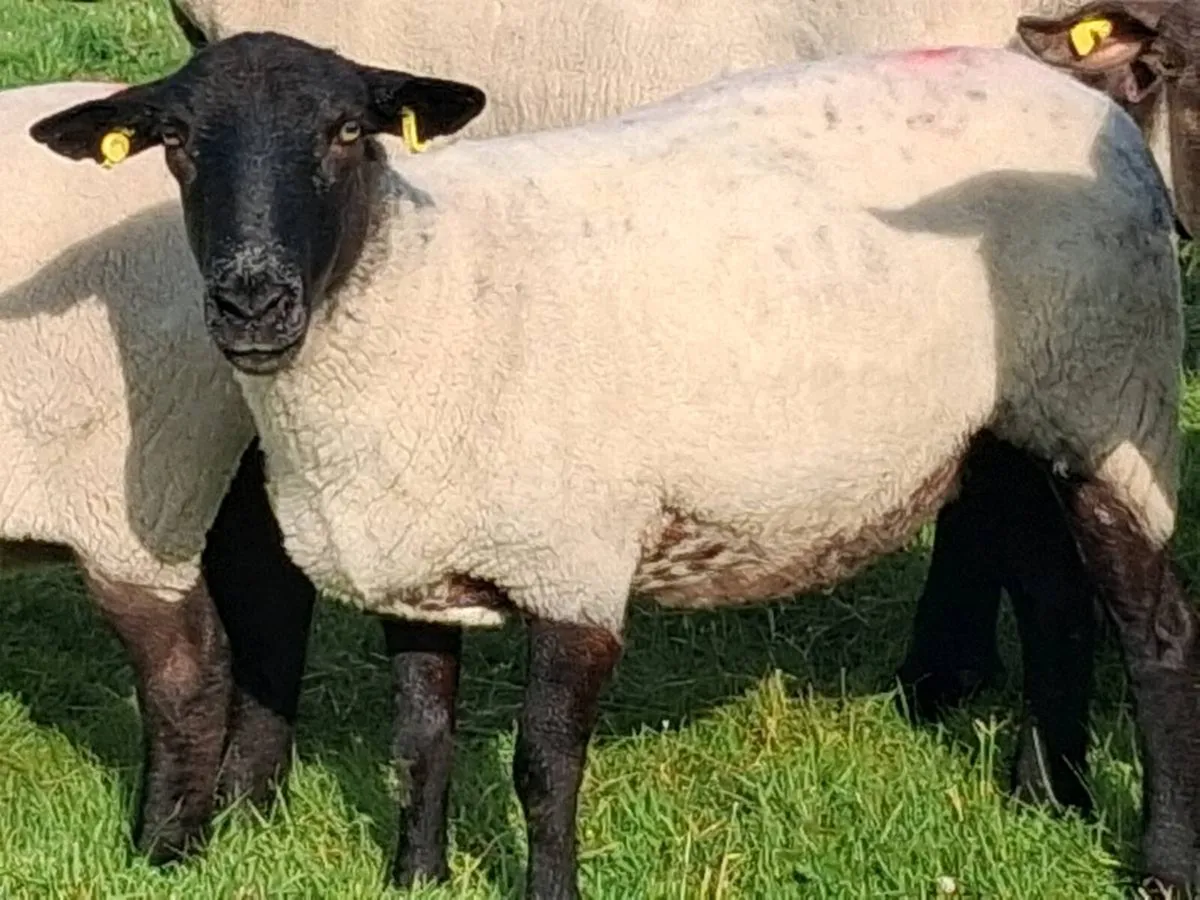 21 Super Breeding Ewe's - Image 3