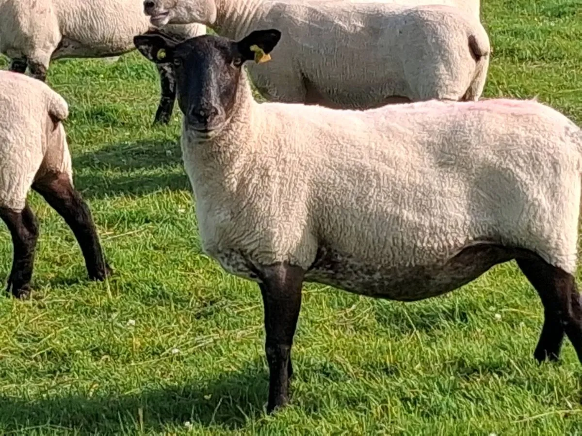 21 Super Breeding Ewe's - Image 4