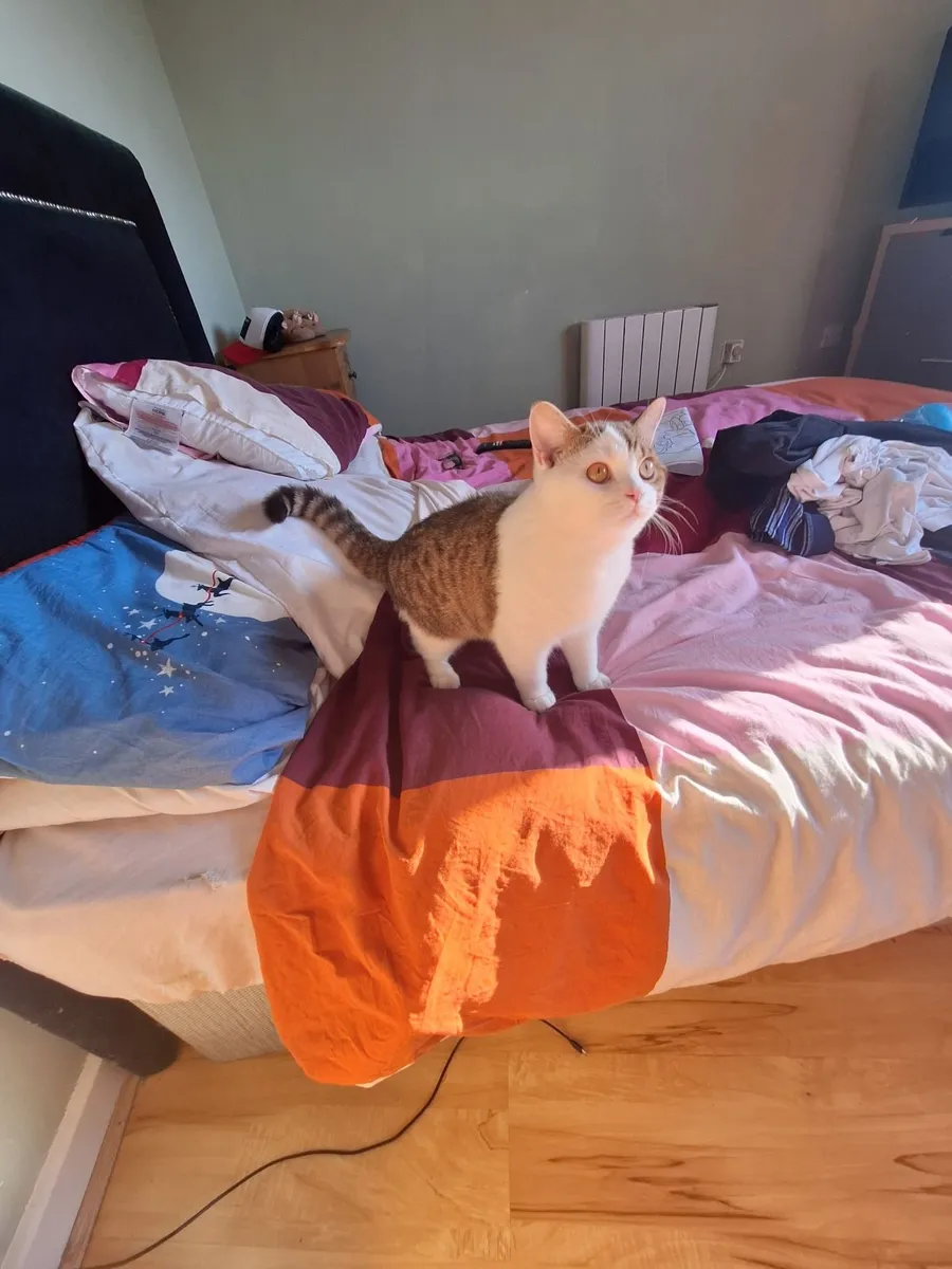 Kitten - Image 4