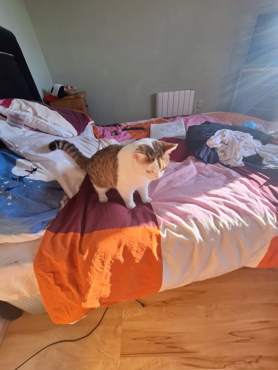 Kitten - Image 3