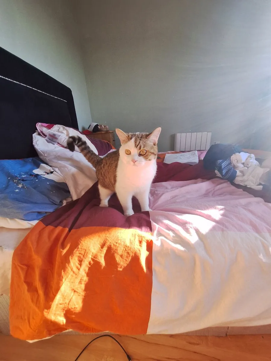 Kitten - Image 1