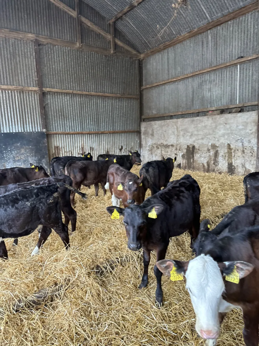 Reared heifers - Image 1