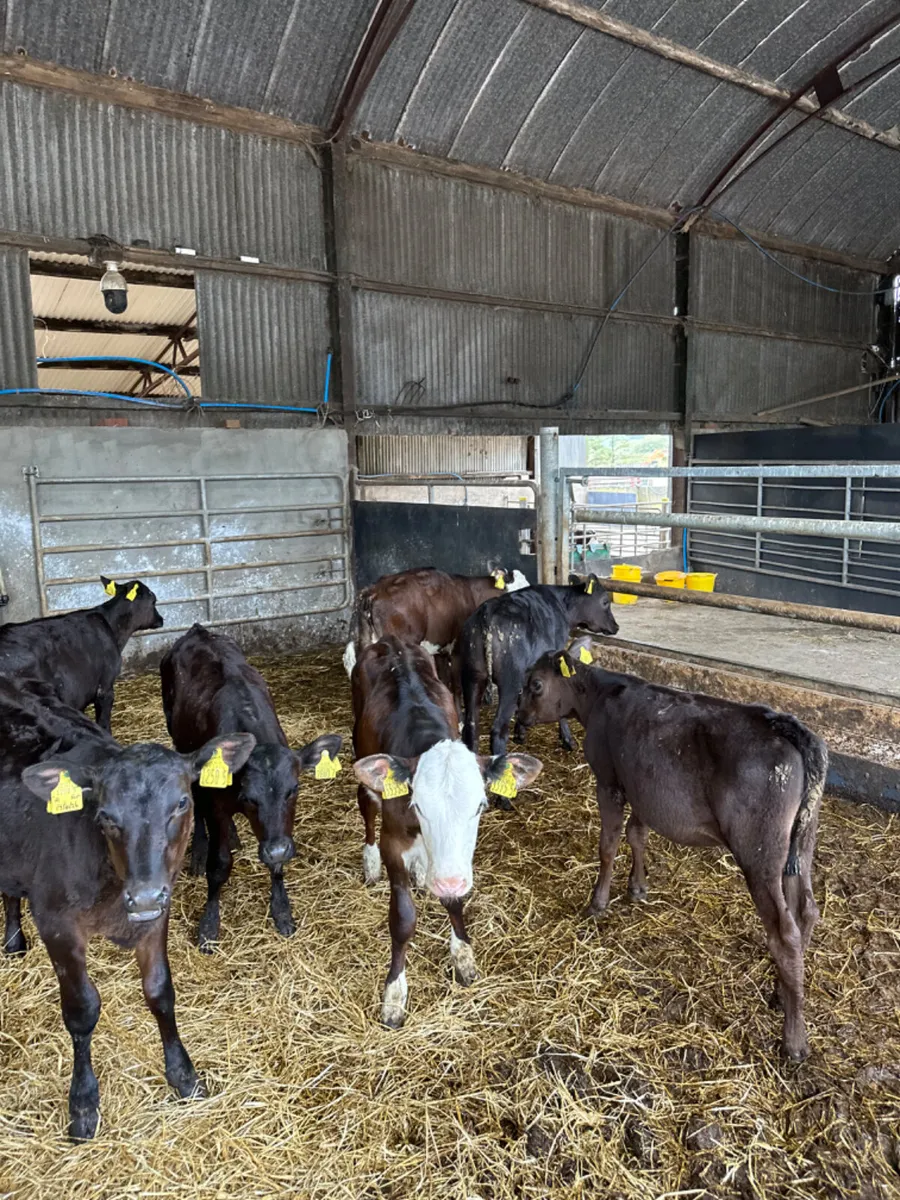 Reared heifers - Image 2