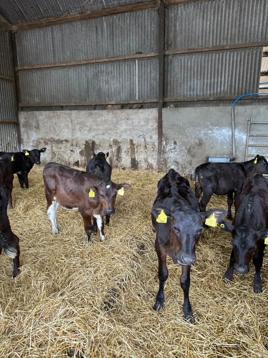 Reared heifers - Image 3
