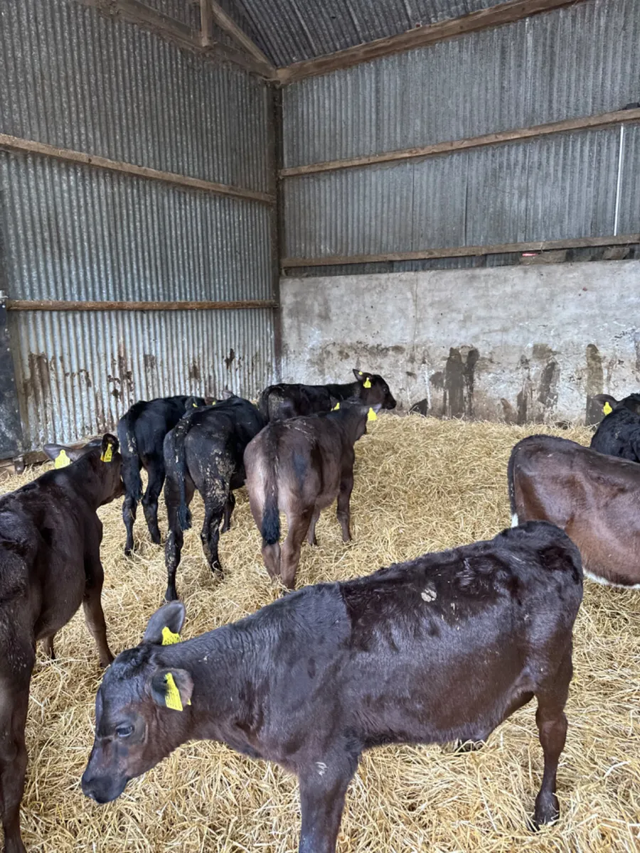 Reared heifers - Image 4