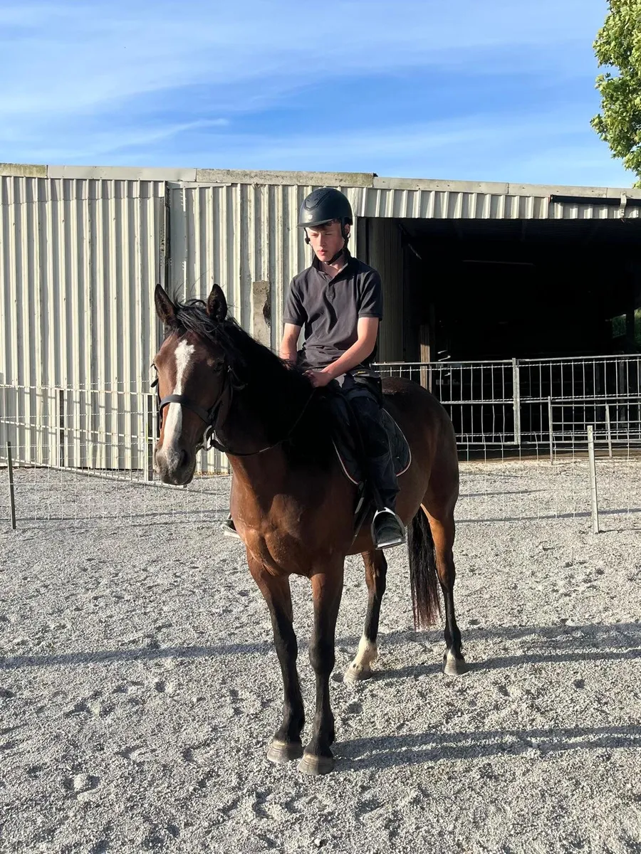 Selection of quality horses/ponys - Image 2