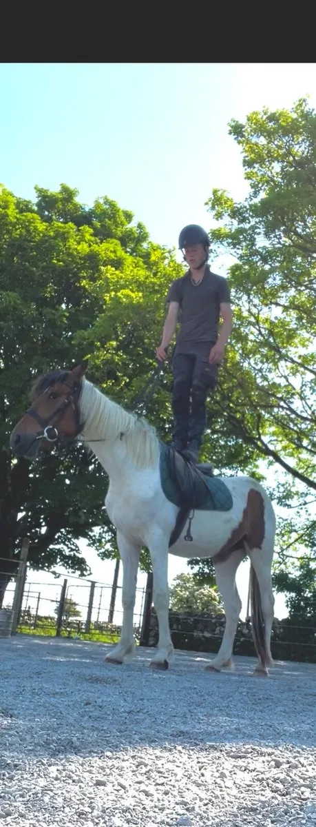 Selection of quality horses/ponys - Image 3