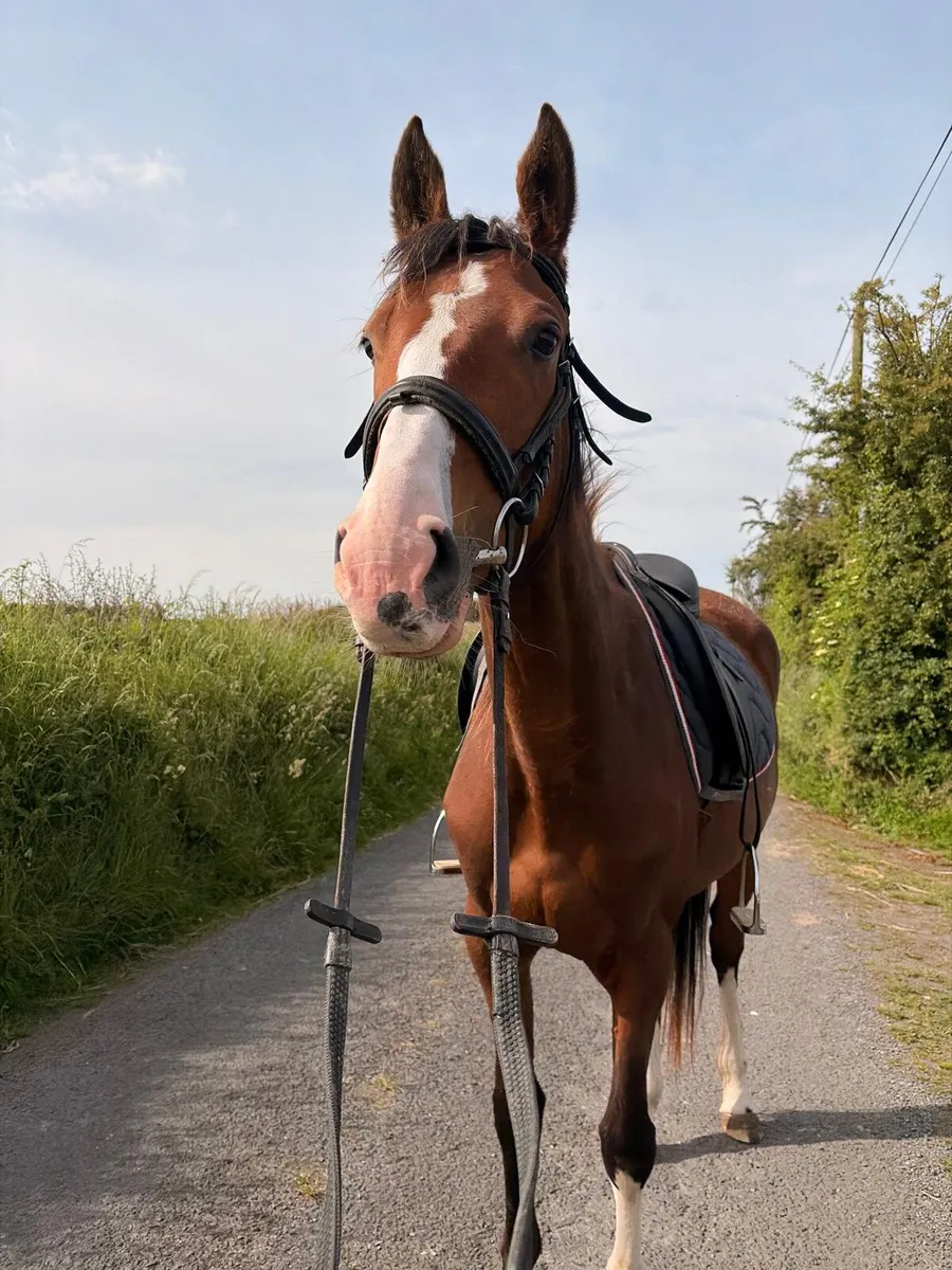 Selection of quality horses/ponys - Image 4