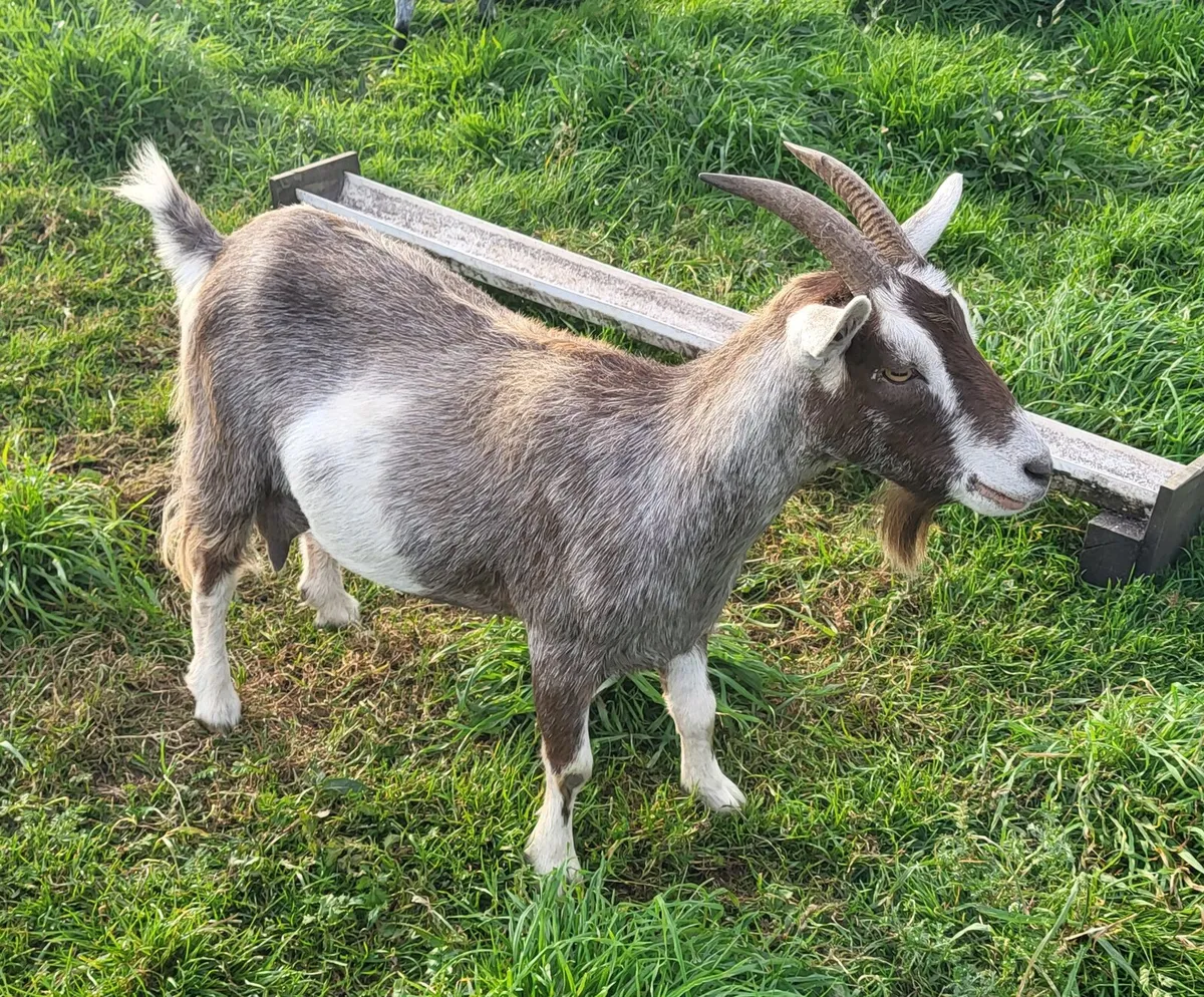 2 female pygmy goats - Image 2