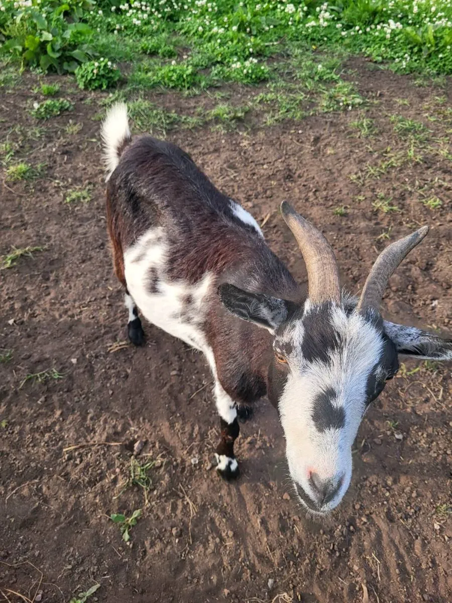 2 female pygmy goats - Image 3