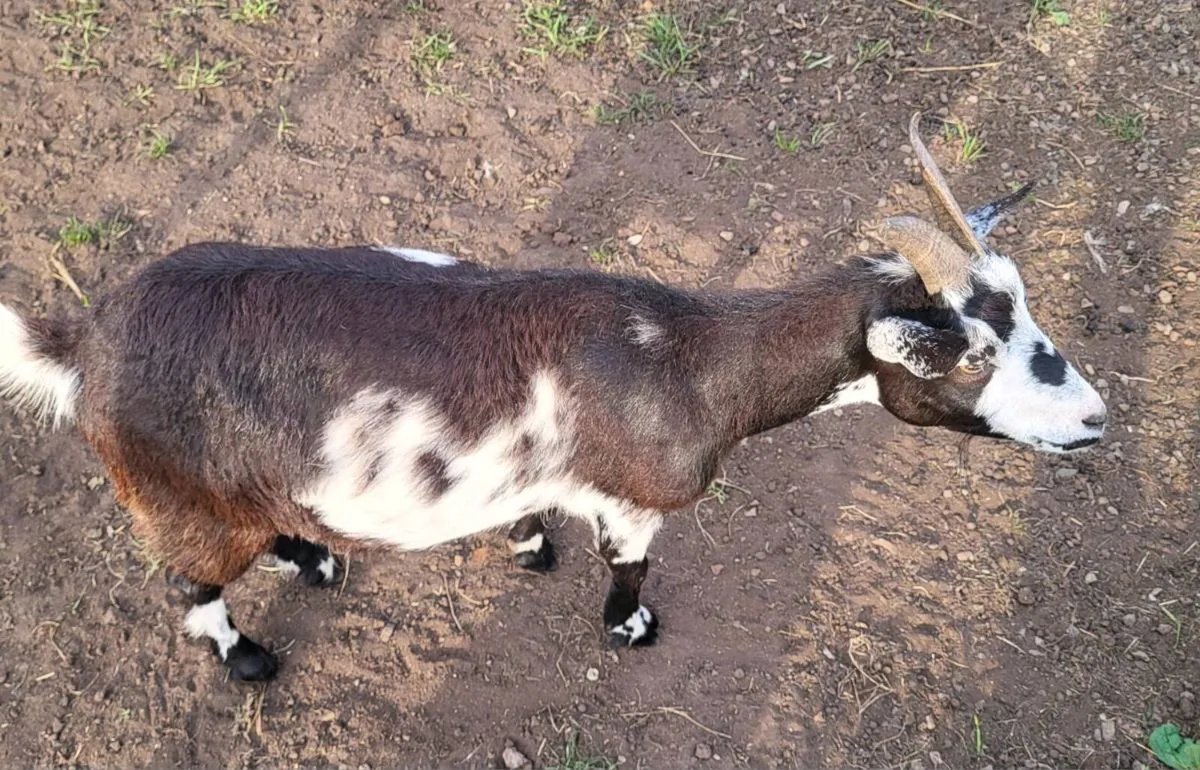 2 female pygmy goats - Image 4