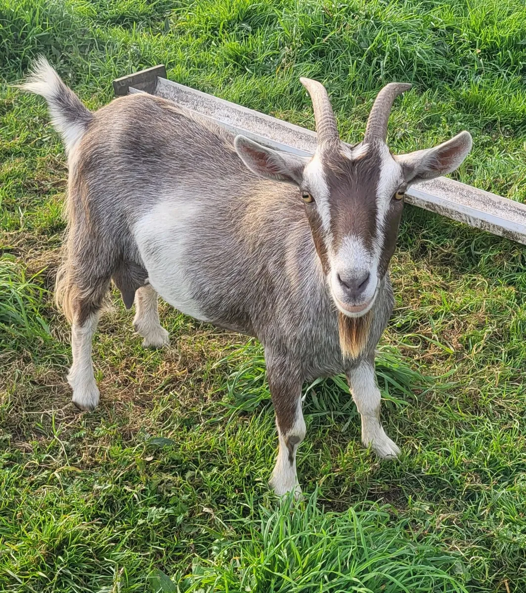 2 female pygmy goats - Image 1