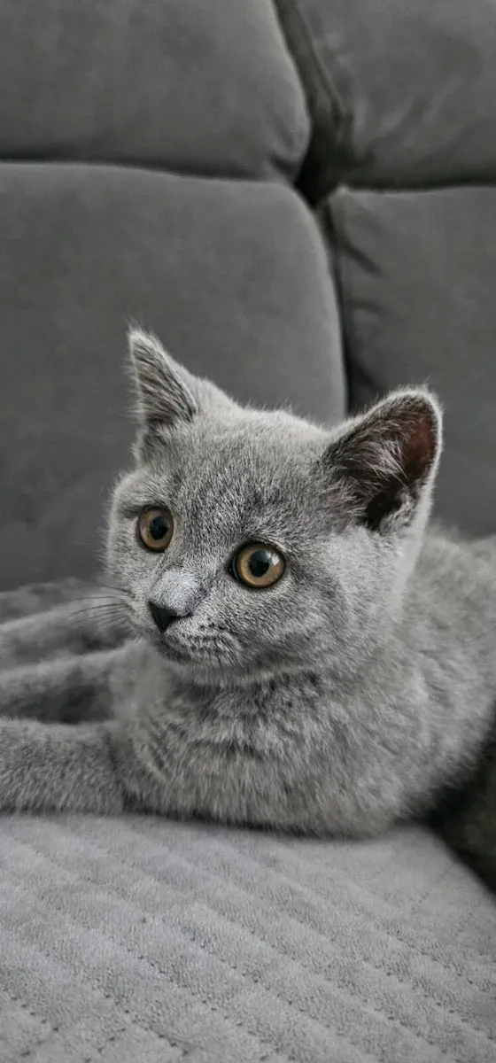 British Shorthair kittens - Image 1