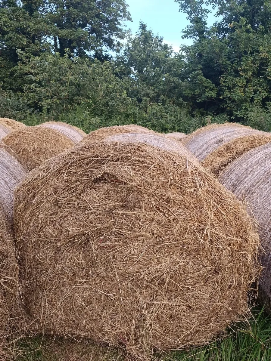 TOP QUALITY ROUND BALES OF HAY DRY - Image 3