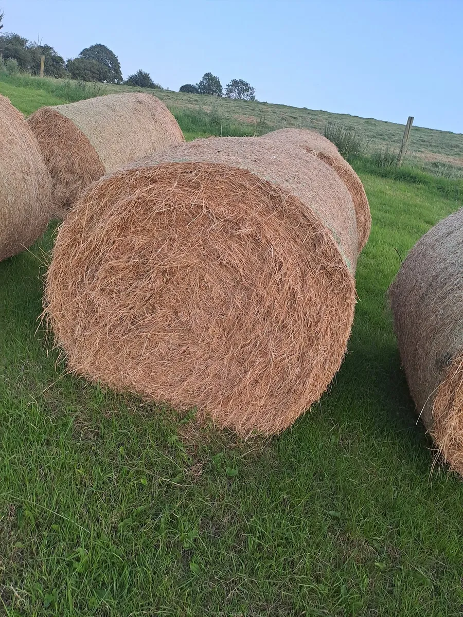 Bales of Hay - Image 1