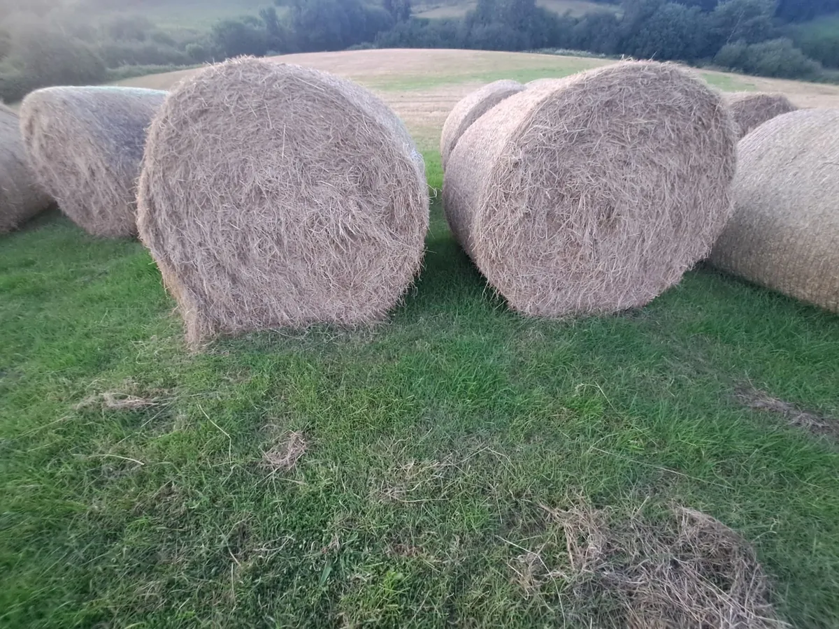 Bales of Hay - Image 2