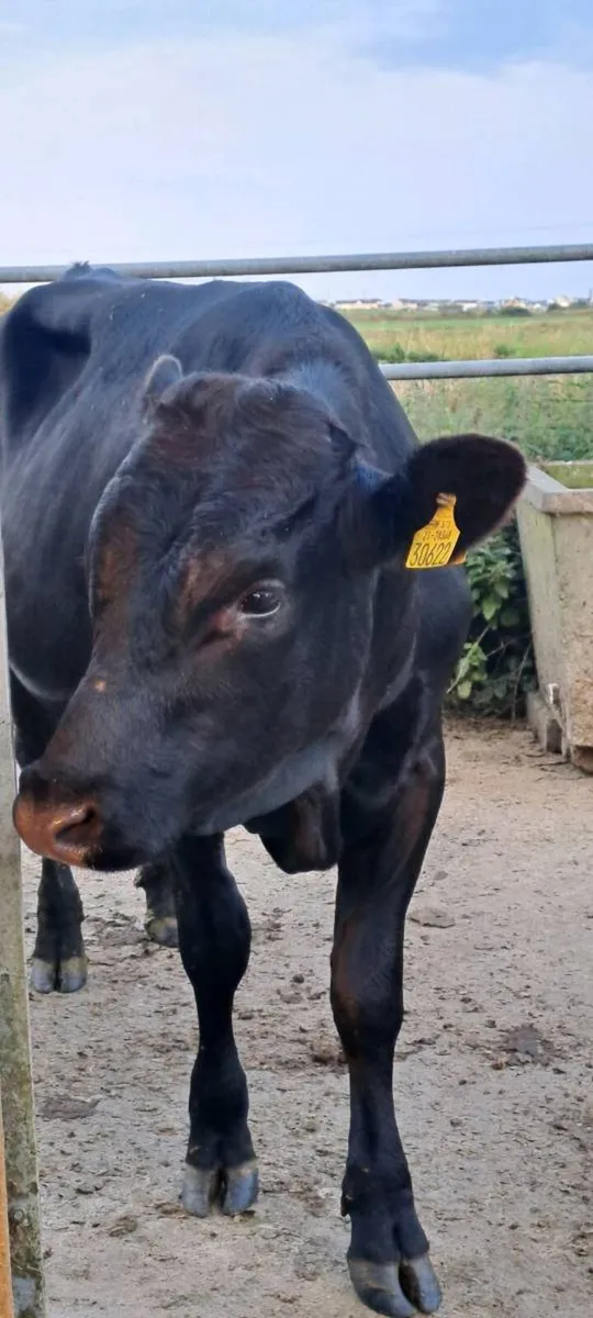 Vasectomised bull - Image 2