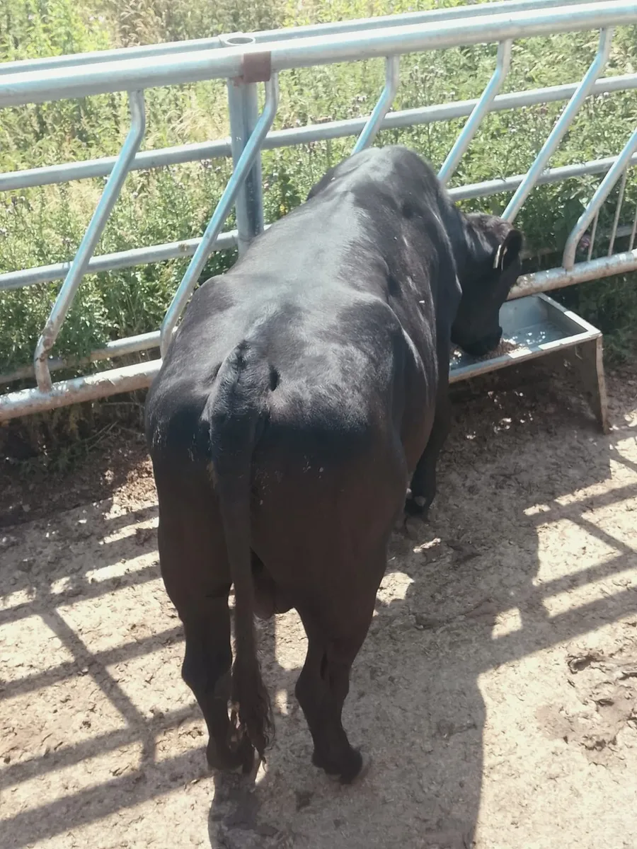 Vasectomised bull - Image 1