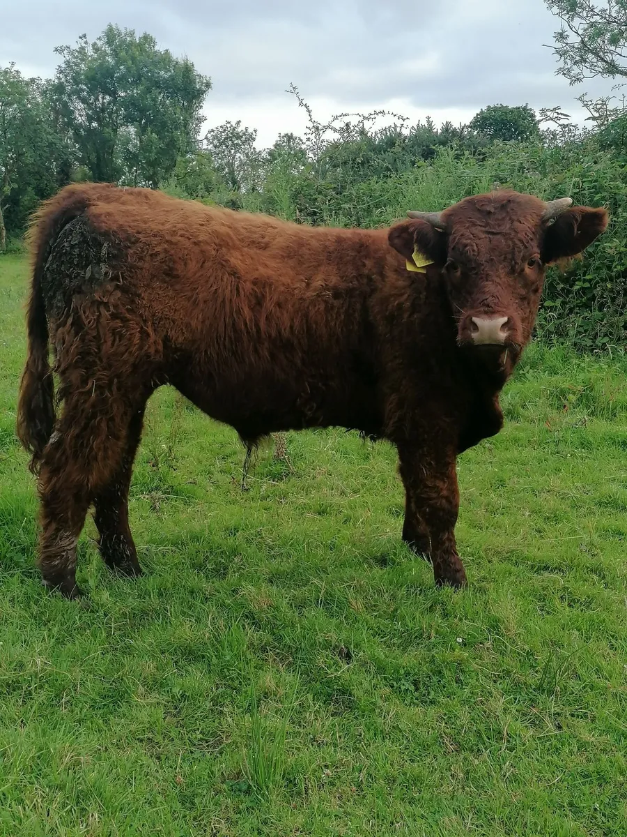 Bull - Image 1