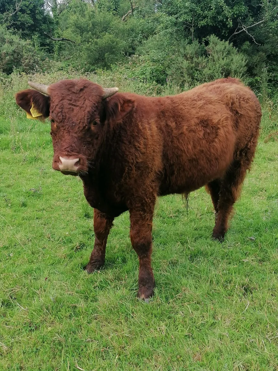 Bull - Image 2
