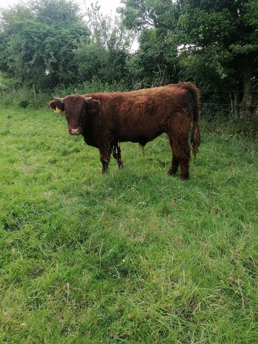 Bull - Image 3