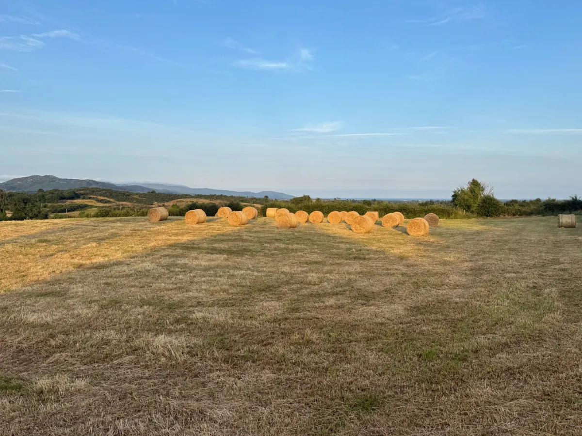 Hay and Haylage for sale No Fertiliser - Image 2