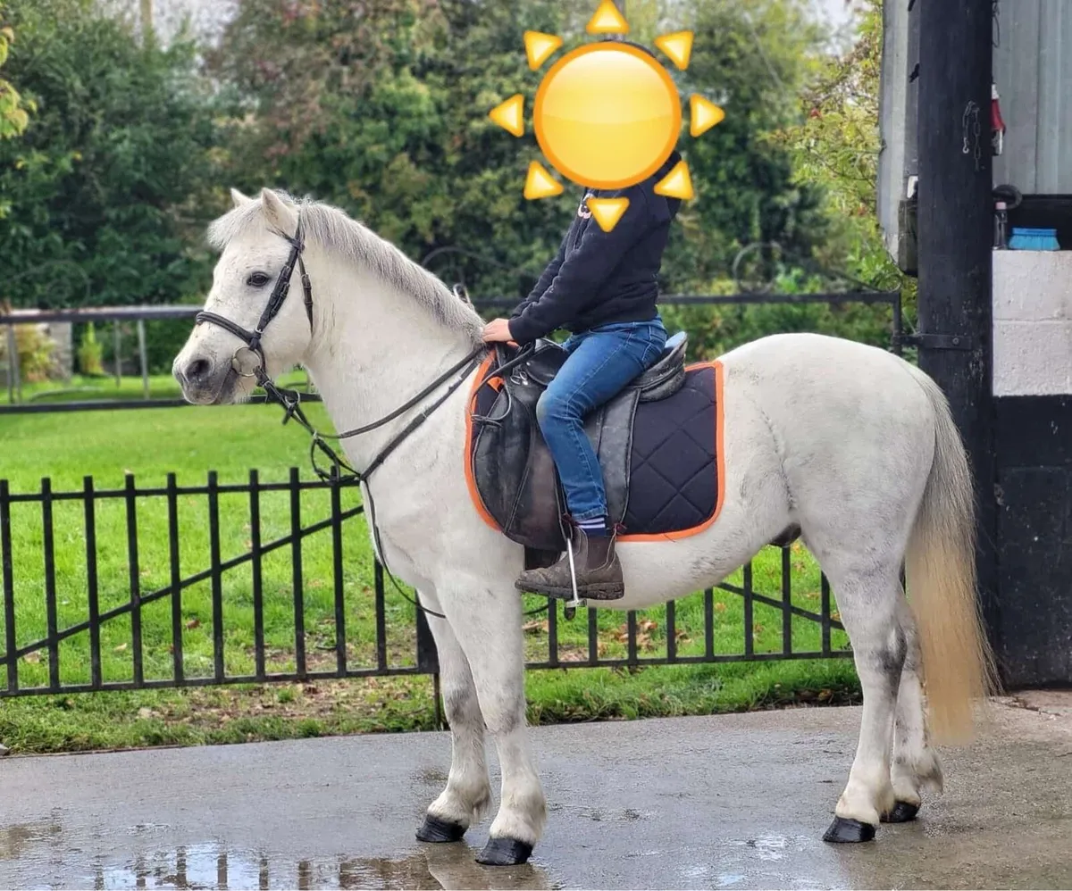 Pony - Image 2