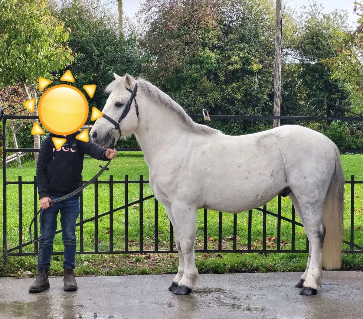 Pony - Image 4