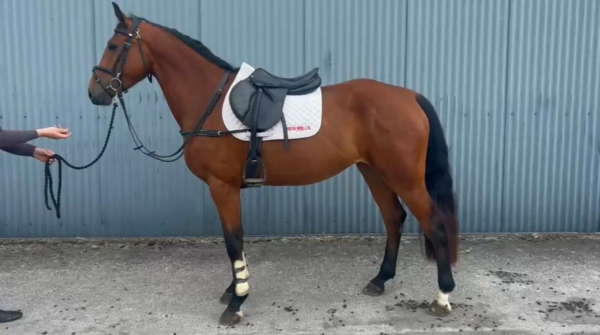 4yo mare Cornerado vdl x ard vdl Douglas - Image 1