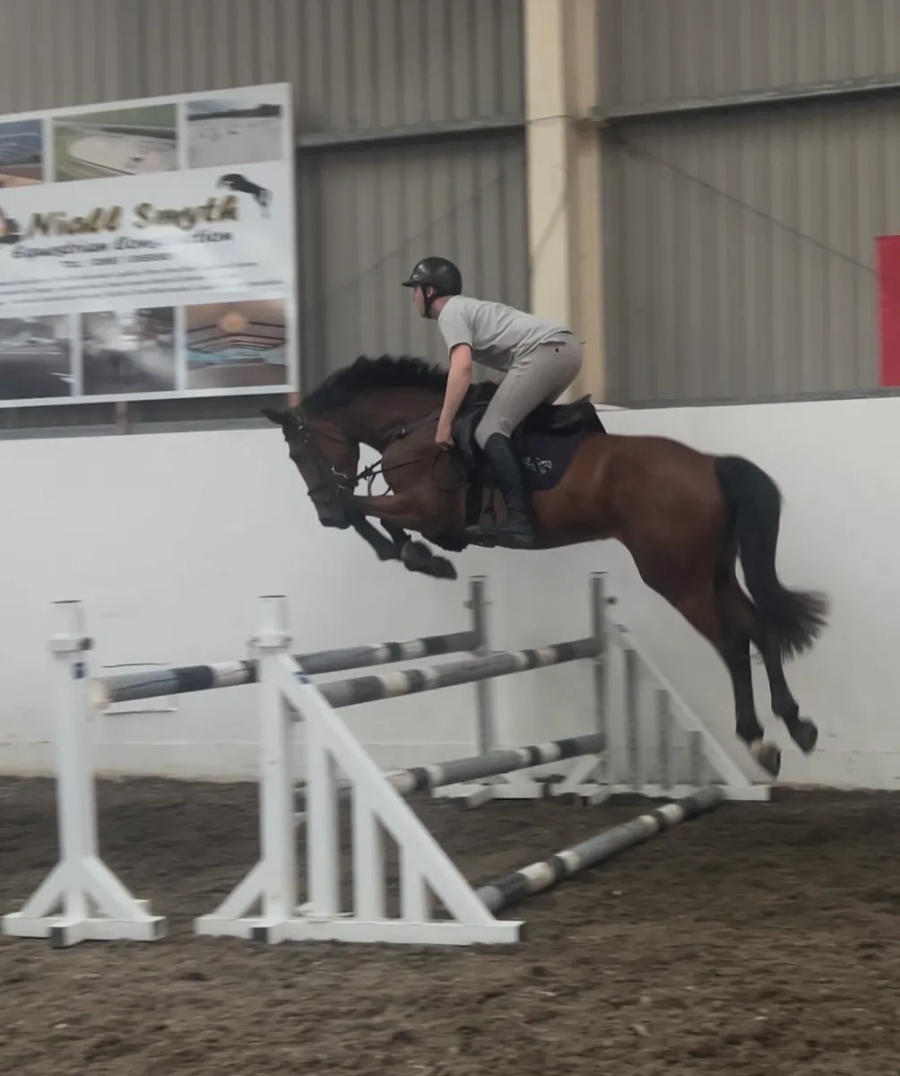 4yo mare Cornerado vdl x ard vdl Douglas - Image 2
