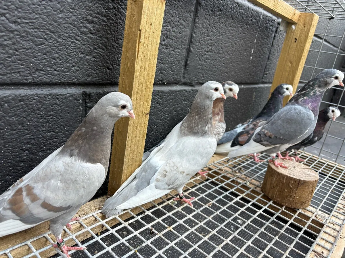 Wolverhampton tumbler pigeons - Image 1