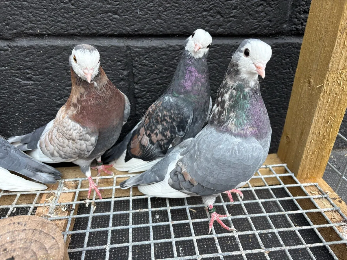 Wolverhampton tumbler pigeons - Image 2
