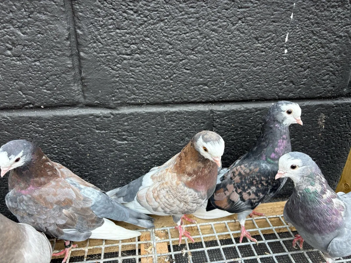 Wolverhampton tumbler pigeons - Image 3