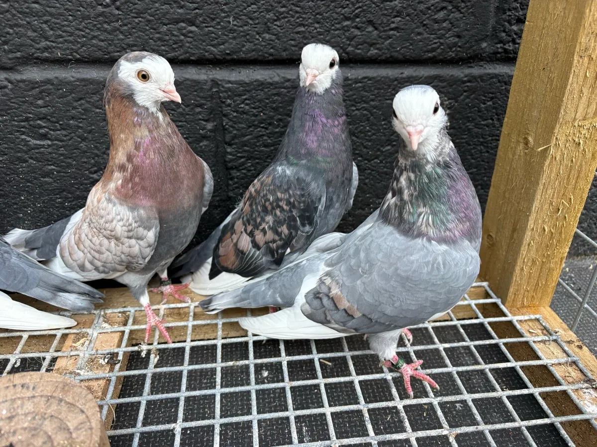 Wolverhampton tumbler pigeons - Image 4