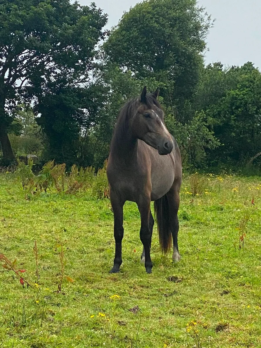 Horse - Image 2
