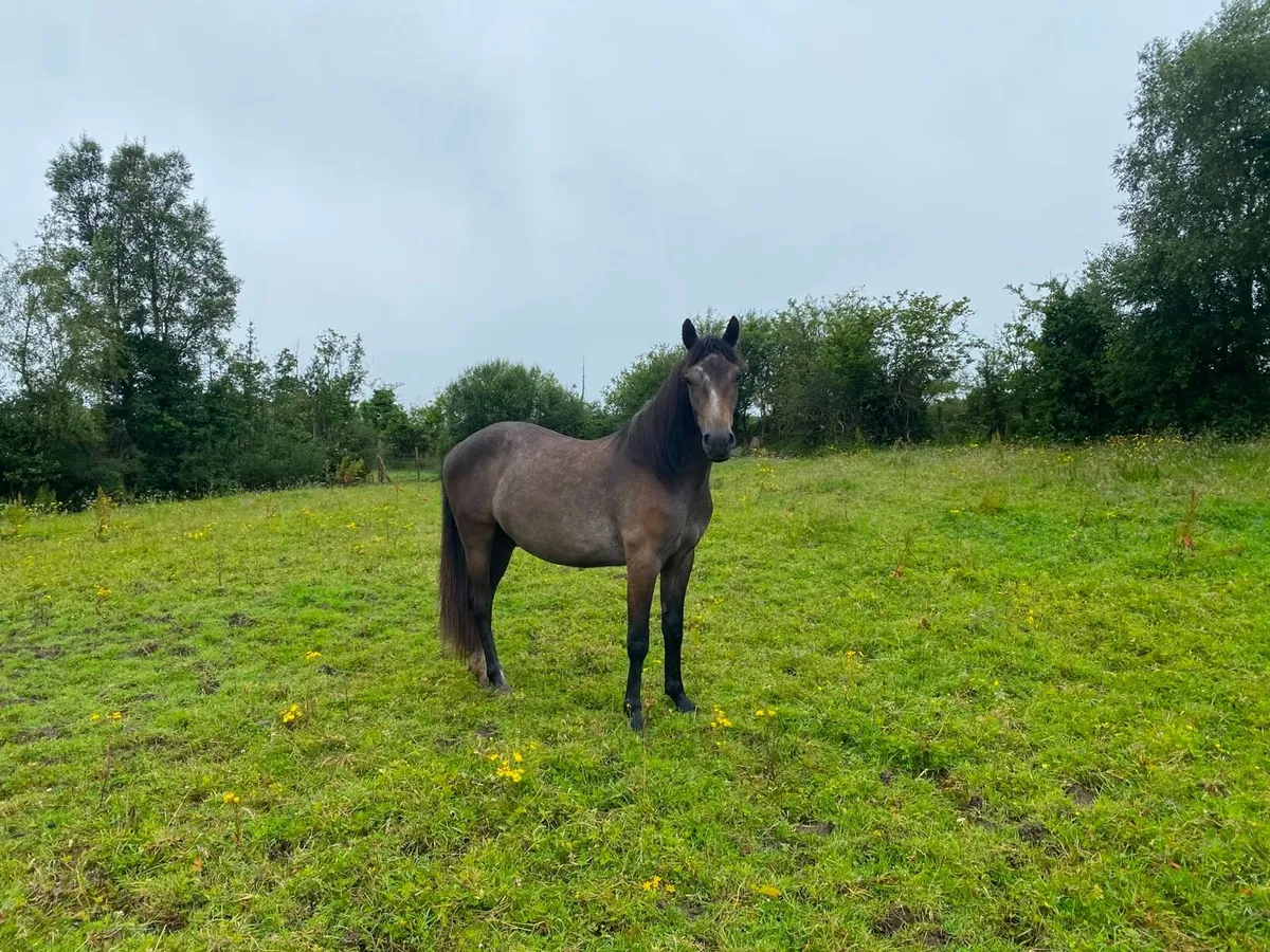 Horse - Image 3