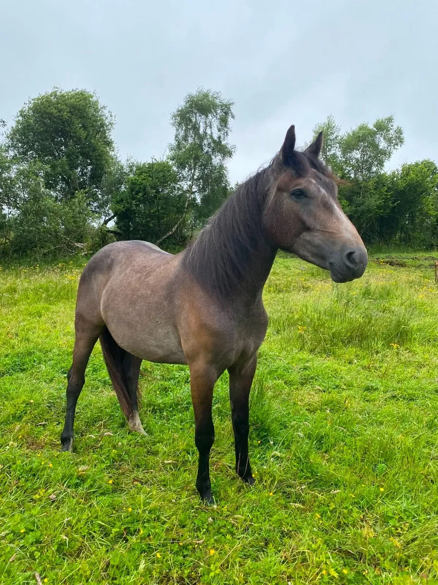 Horse - Image 1