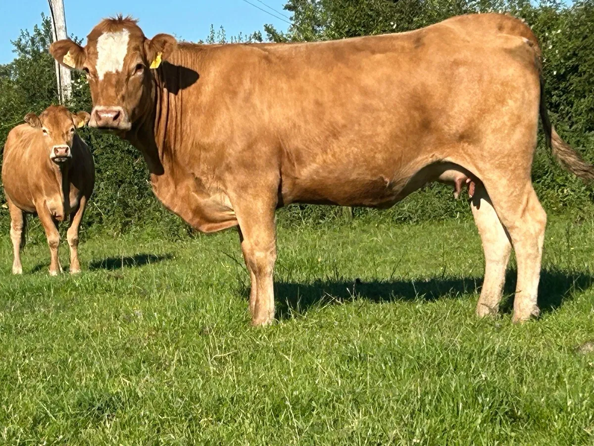 3 super incalf heifers - Image 2