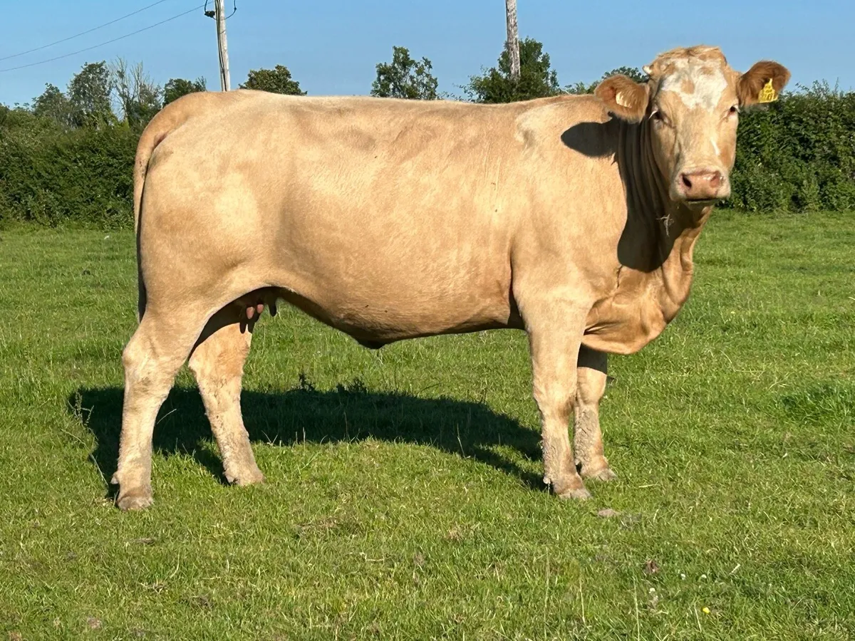 3 super incalf heifers - Image 3