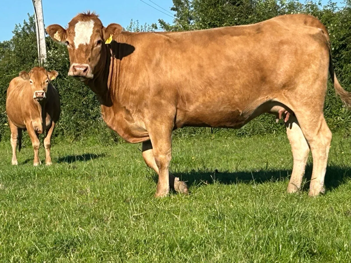 3 super incalf heifers - Image 1