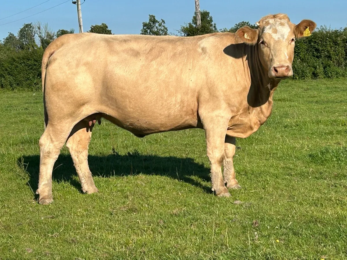 3 super incalf heifers - Image 4