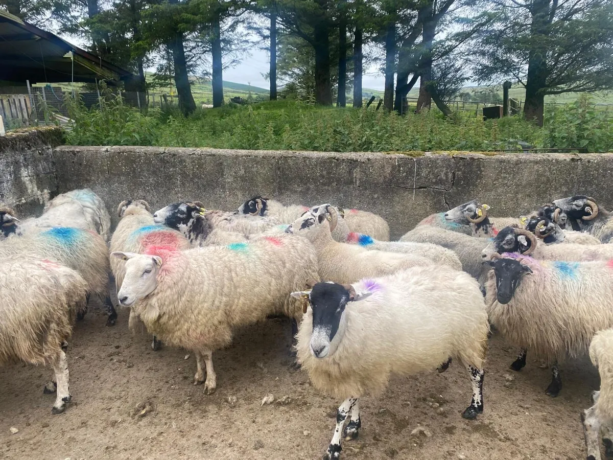 Scotch ewes - Image 2