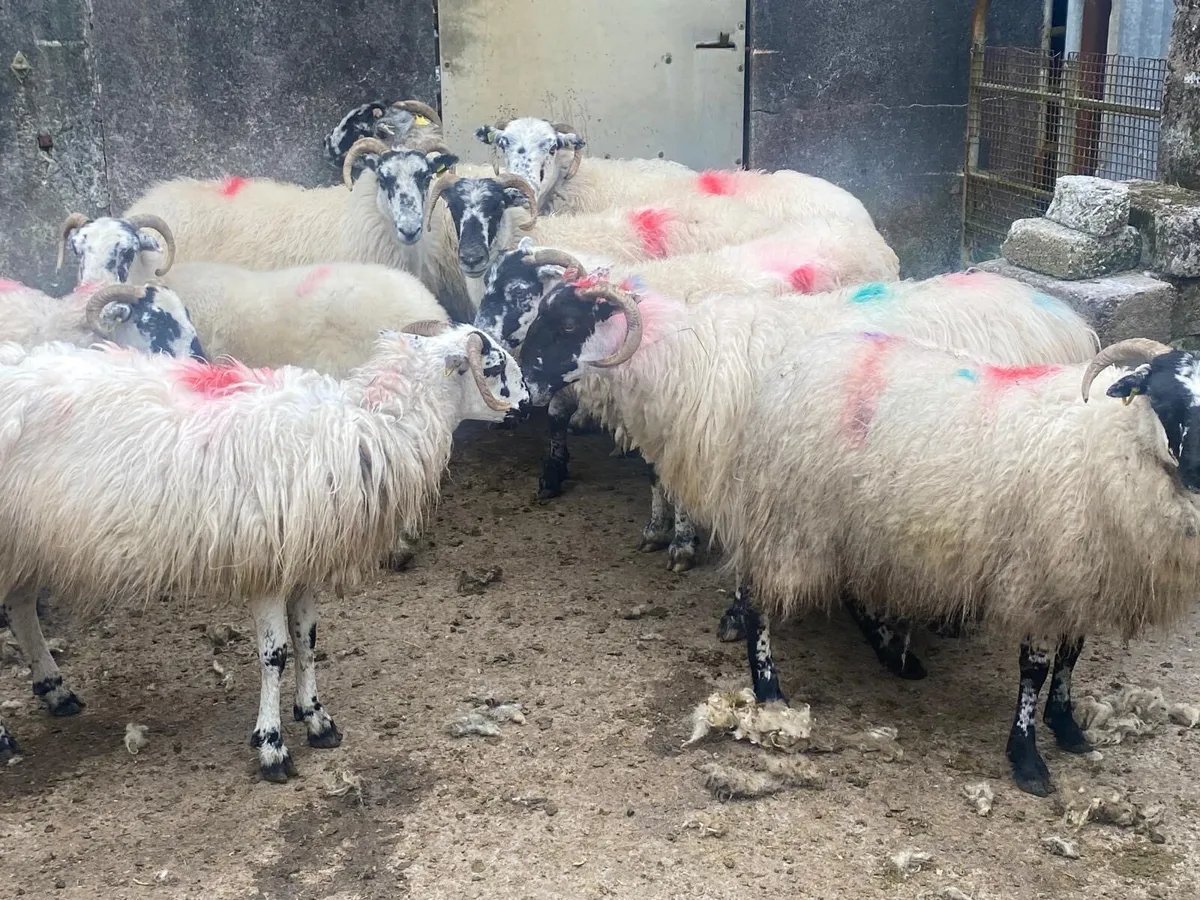 Scotch ewes - Image 3