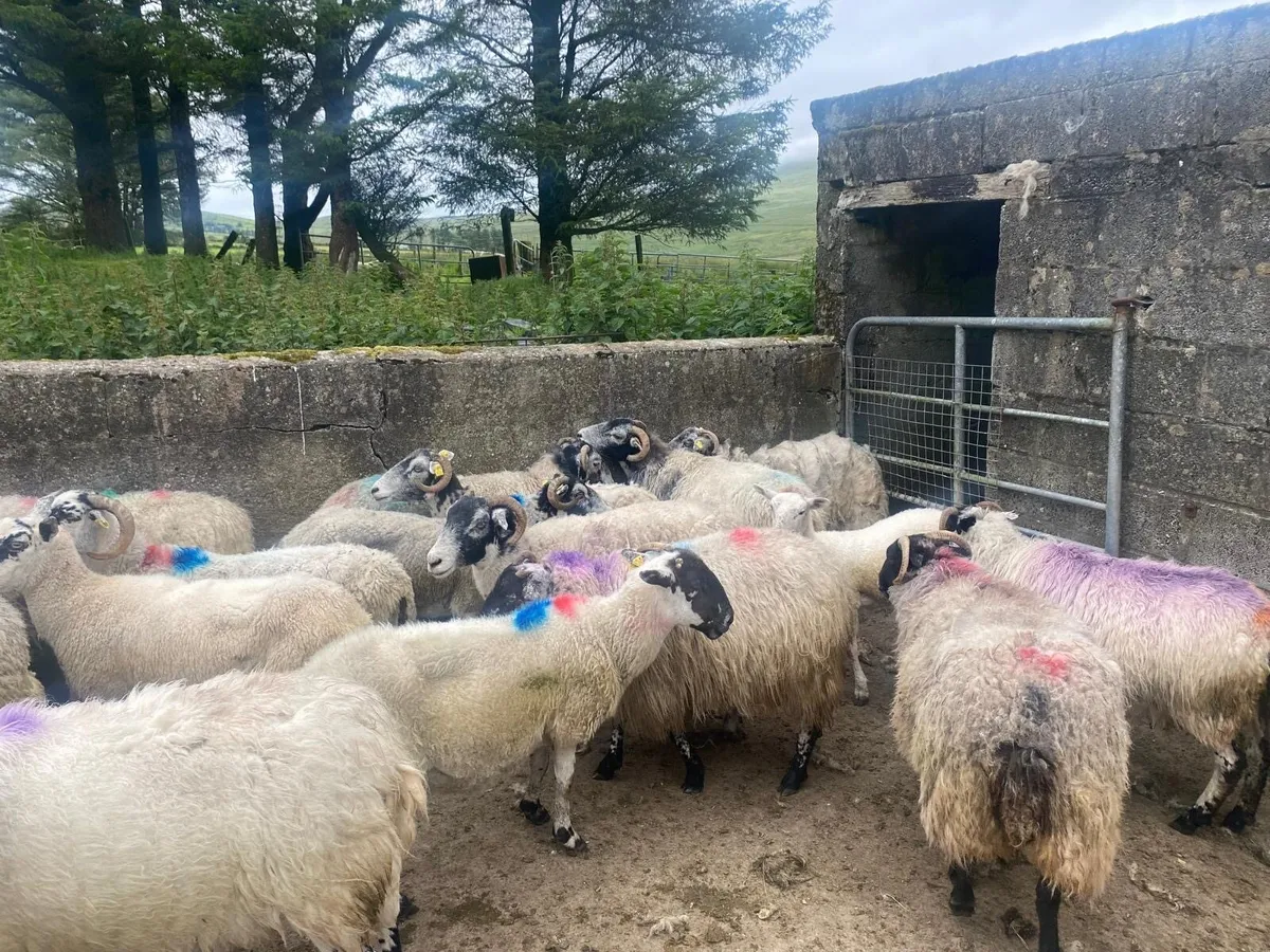 Scotch ewes - Image 4