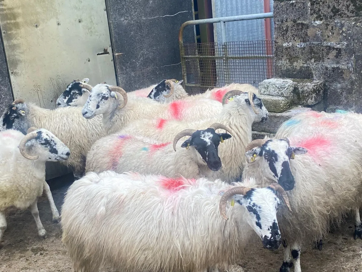 Scotch ewes - Image 1