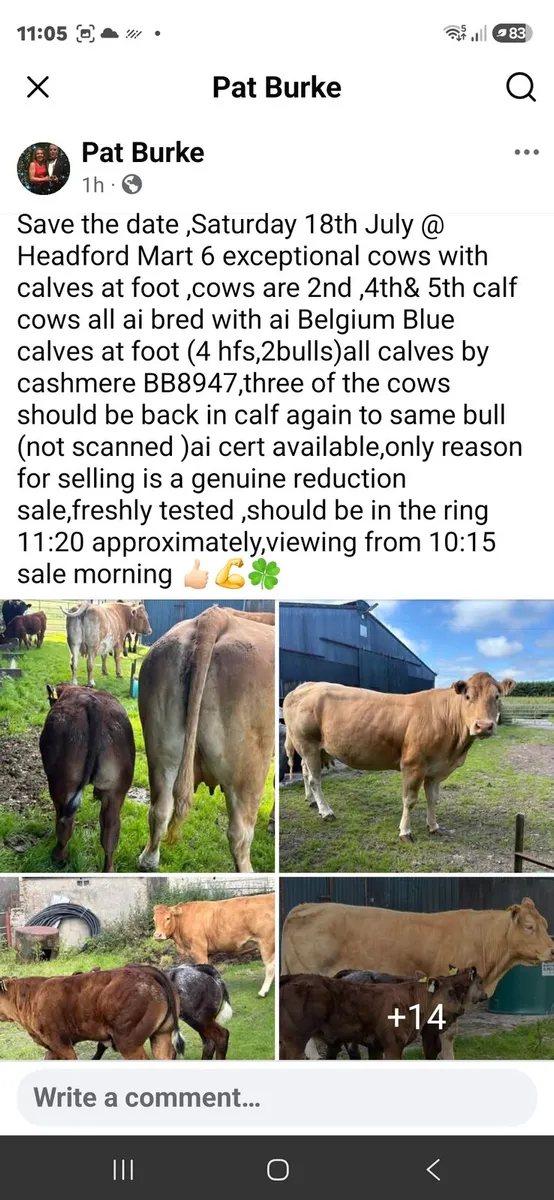 Suckler cows - Image 2