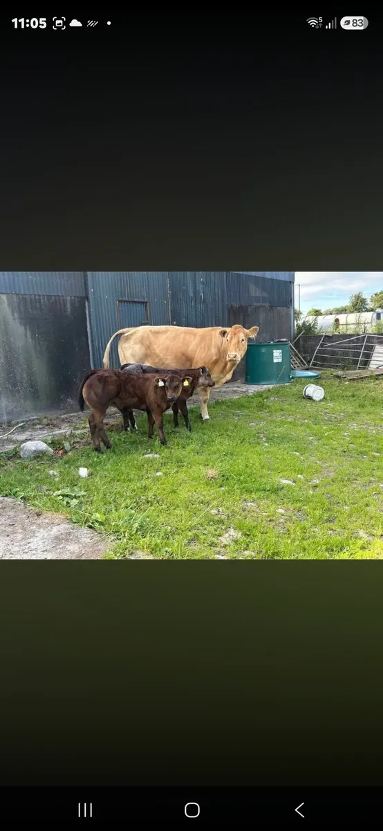 Suckler cows - Image 3