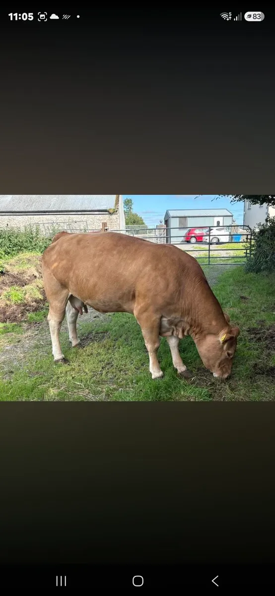 Suckler cows - Image 4